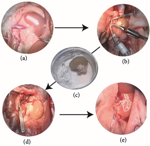 Pictures of a rat kidney transplantation model. (OA Literature)