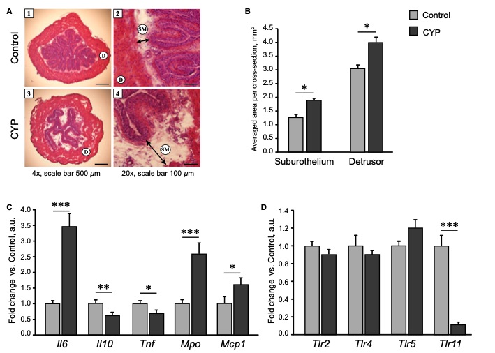 Chronic CYP Induced Inflammation in Mouse Bladder. (OA Literature)