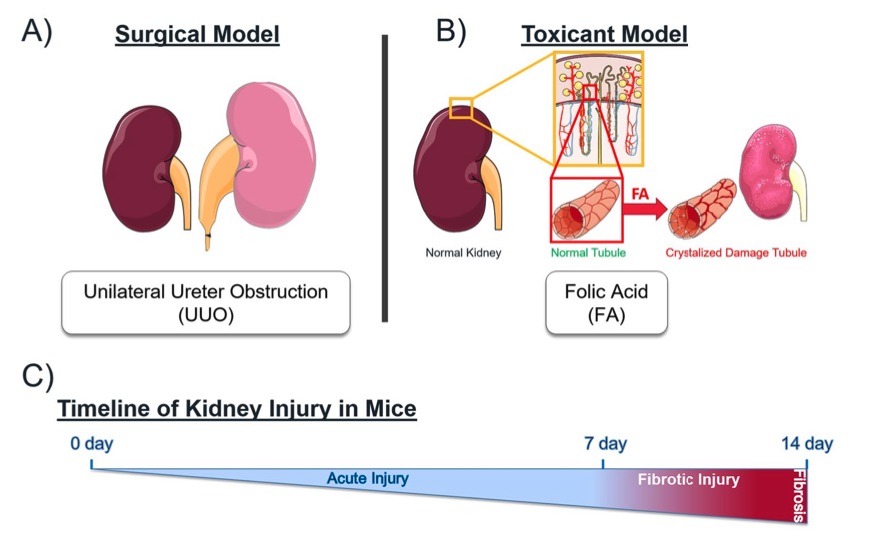 Mouse models of kidney injury with distinct underlying mechanisms. (OA Literature)