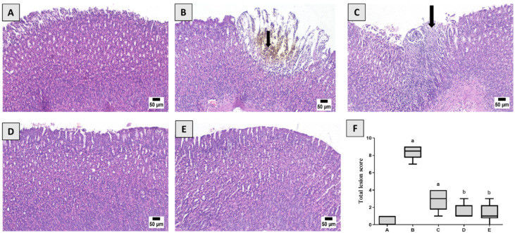 Fig.2 A picture of histological analysis. (OA Literature)