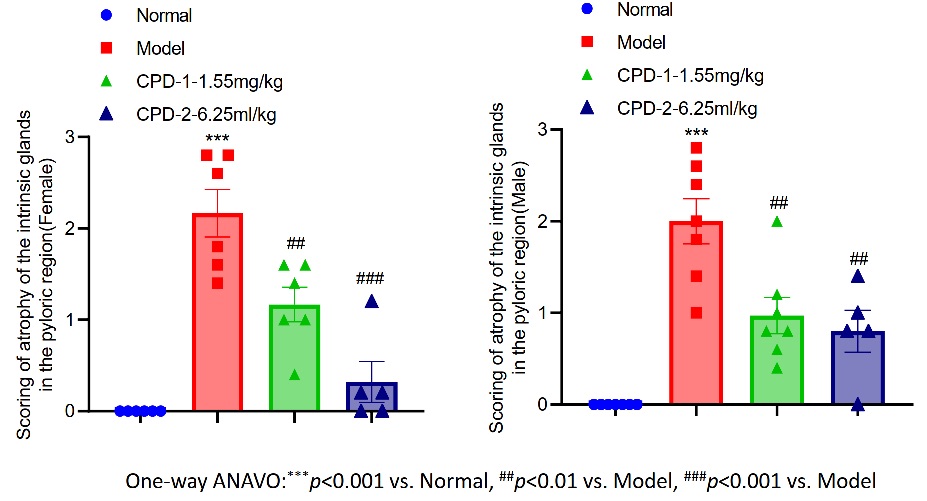 Fig.1 A picture showing the scoring of atrophy of the intrinsic glands in the pyloric region. (Creative Biolabs Original)