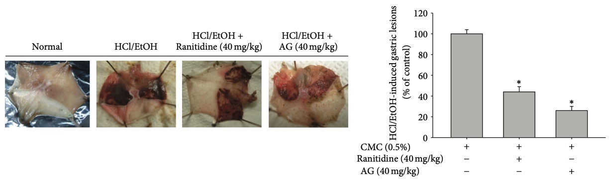 Fig.2 A picture of HCl/EtOH-induced gastritis animal models. (OA Literature)
