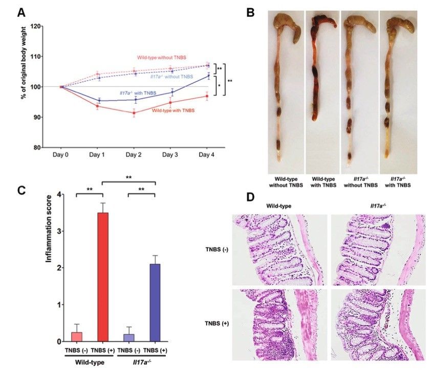 Fig.1 A picture showing the TNBS-induced colitis model. (OA Literature)