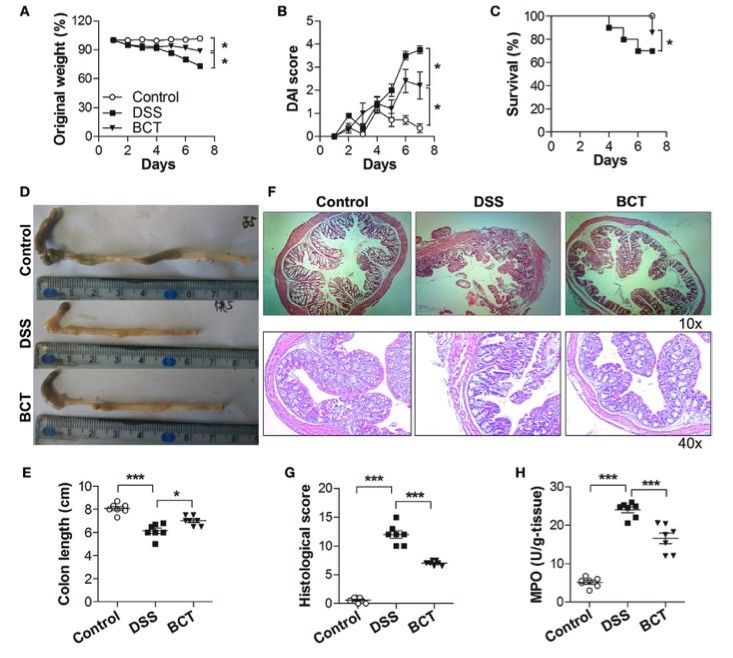 Fig.1 A picture showing BCT ameliorated DSS-induced colitis in mice. (OA Literature)