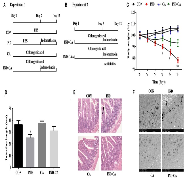 Fig.1 A picture showing BCT ameliorated DSS-induced colitis in mice. (OA Literature)