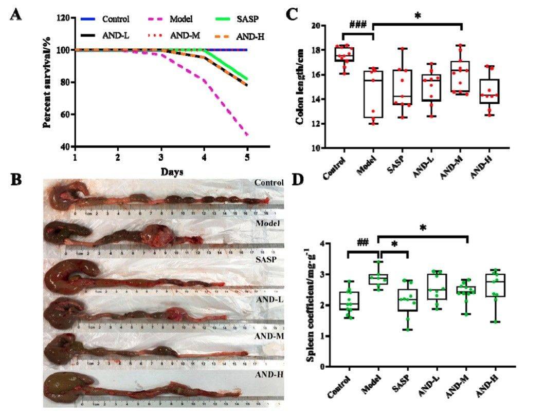Fig.1 A picture showing the effect of andrographolide (AND) on oxazolone (OXZ)-induced colitis. (OA Literature)