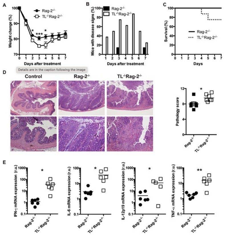 Fig.1 A picture showing anti-CD40 antibody-mediated colitis in mice. (OA Literature)