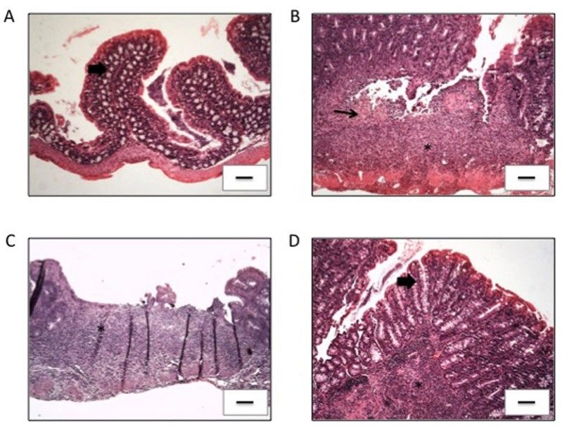 Fig.1 A histological image demonstrating changes in the AC in all experimental groups. (OA Literature)