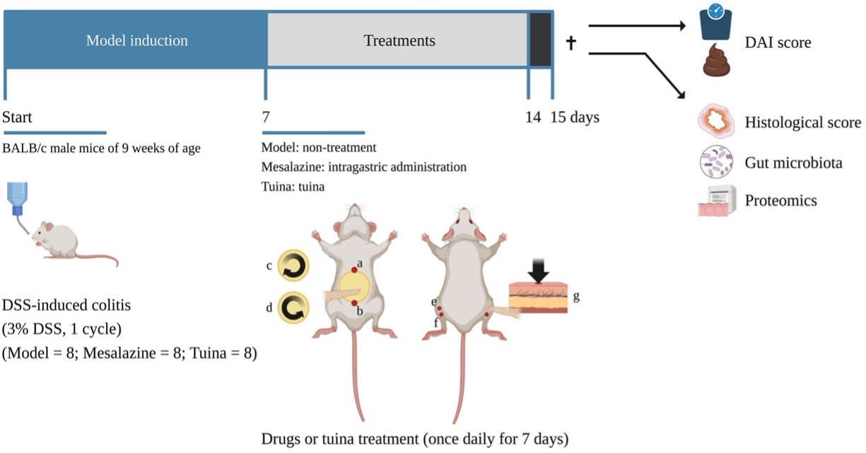 Fig.1 A picture of the DSS-induced colitis model. (OA Literature)
