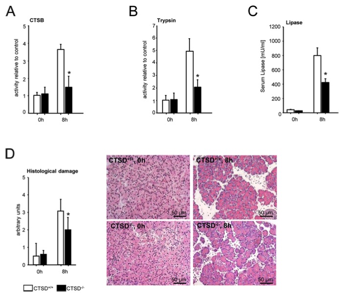 Fig.1 A picture of the bowel wall in mouse T cell transfer–induced colitis. (OA Literature)