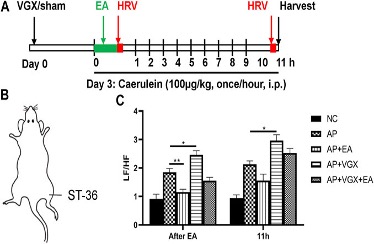Fig.1 A picture showing the effects of electroacupuncture on HRV in caerulein AP mice. (OA Literature)