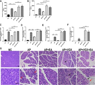 Fig.2 A picture showing EA alleviates the severity of caerulein AP mice. (OA Literature)