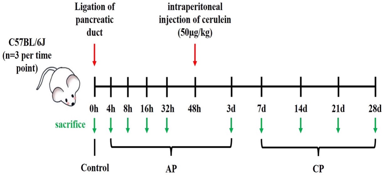 Fig.1 A picture of constructing a mouse model of pancreatitis induced by partial ligation of the pancreatic duct. (OA Literature)