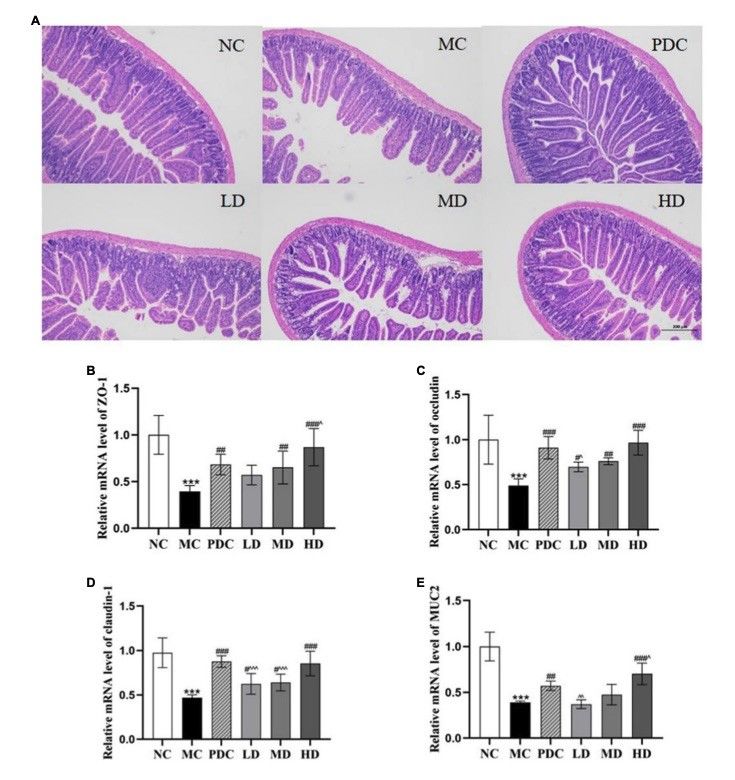 Fig.1 A picture showing the effects of complex probiotics on the intestine in AAD model mice. (OA Literature)