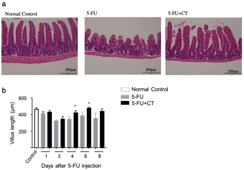 Fig.1 A picture showing the protective effects of cystine-theanine on small intestinal villi in a 5-FU-induced diarrhea model. (OA Literature)