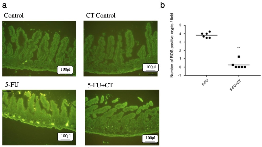 Fig.2 A picture showing the cystine-theanine suppressed 5-FU induced ROS production in the small intestine. (OA Literature)
