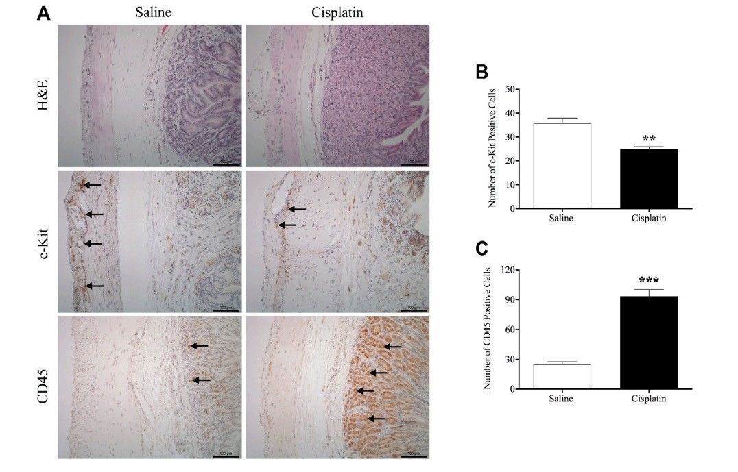 Fig.1 A picture showing the effects of cisplatin on morphology and associated protein expression in the antrum region of the stomach in Suncus murinus. (OA Literature)