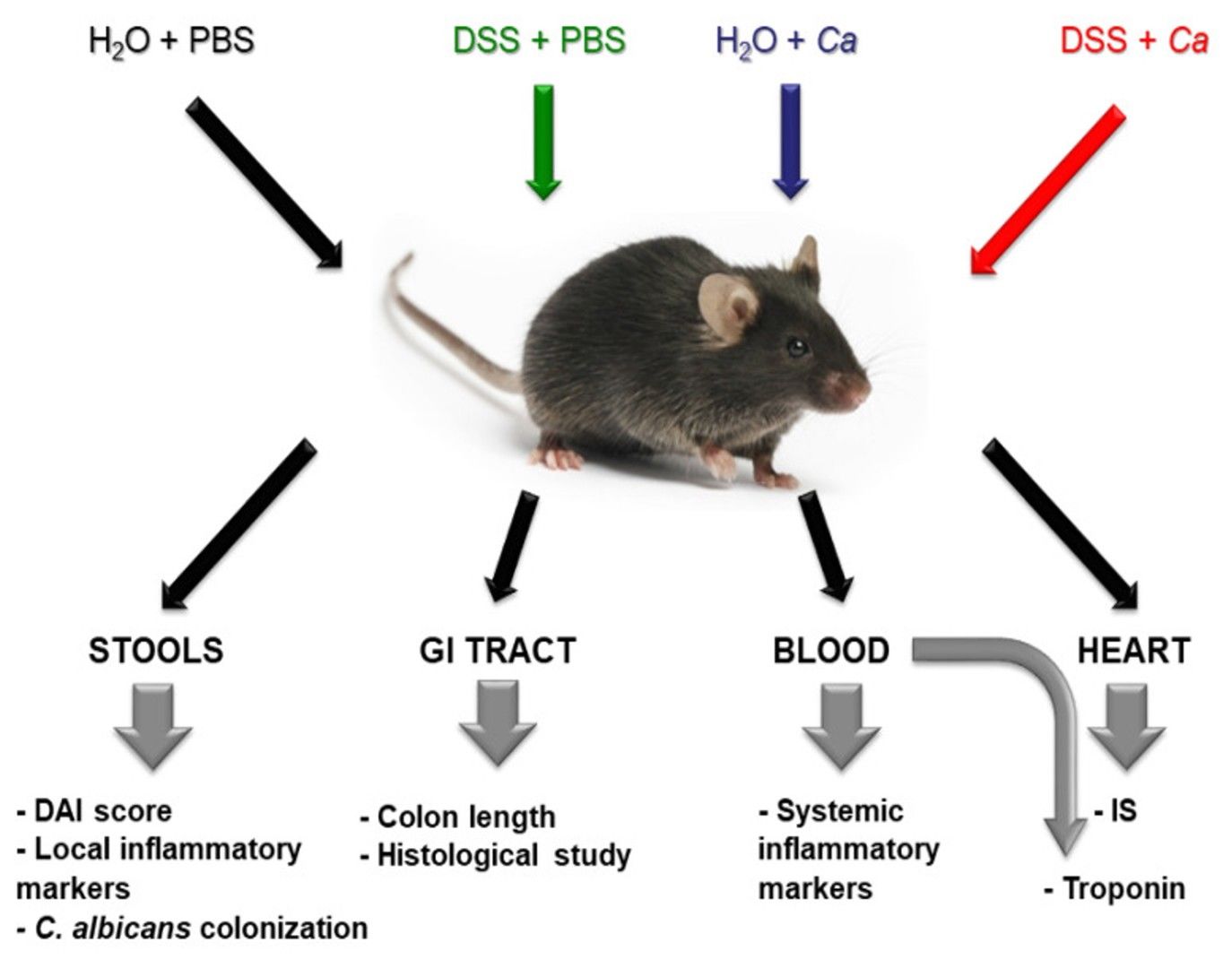 Fig.1 Protocol for investigating the correlation between inflammatory bowel disease and the extent of myocardial infarction severity. (OA Literature)