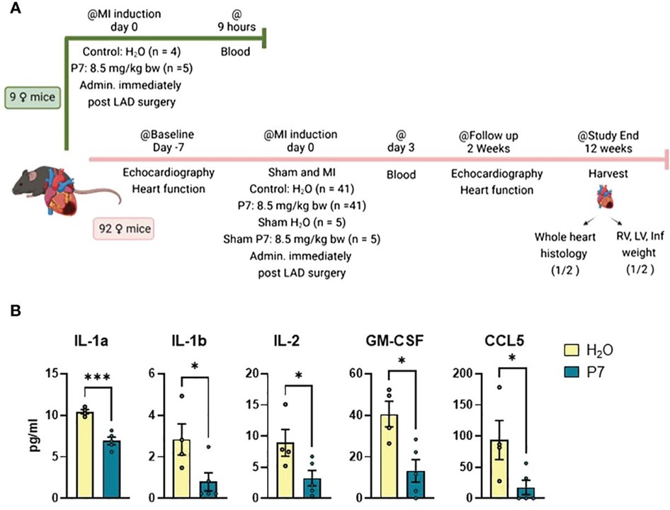 Early effects of P7 on myocardial inflammation post-MI on permanent ischemic MI model. (OA Literature)