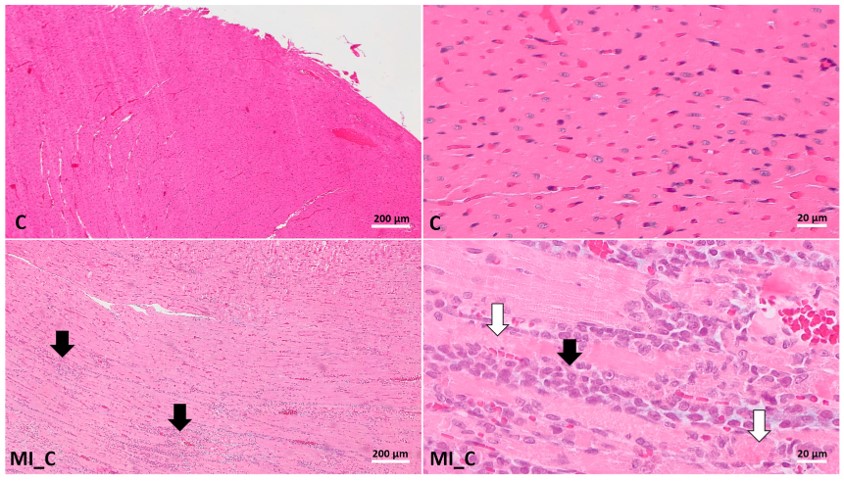Histological findings of anti-inflammatory and antioxidant effects of white grape pomace polyphenols on isoproterenol-induced MI model. (OA Literature)