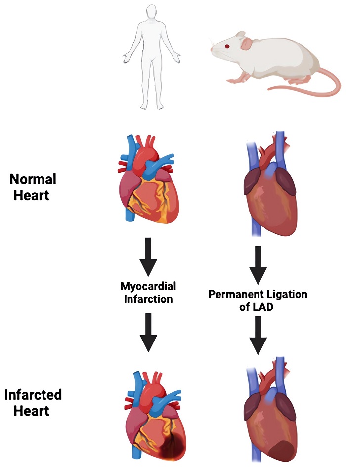 The use of injury models in the mouse model to mimic MI. (OA Literature)