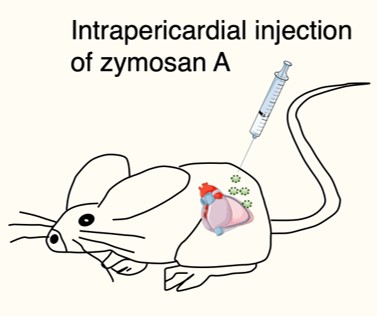 The murine model of acute pericarditis based on intrapericardial injection of ZIA. (OA Literature)