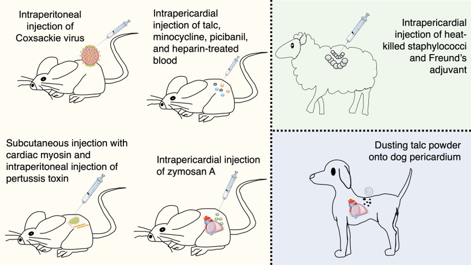 Animal models that investigated acute pericarditis. (OA Literature)