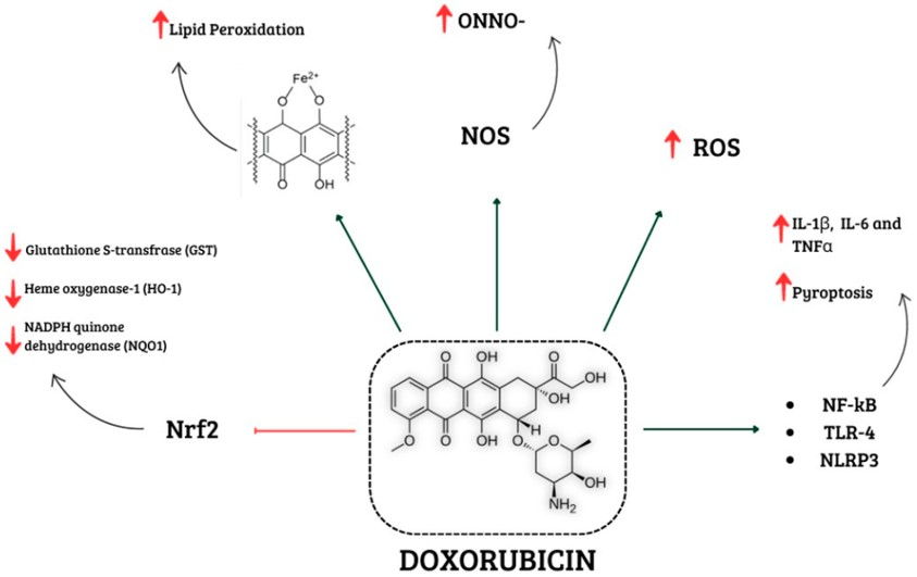 Schematic representation of different mechanisms involved in doxorubicin-induced cardiotoxicity. (OA Literature)
