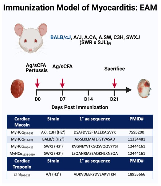 The EAM is induced by immunization with an alpha myocyte heavy chain (αMHC) peptide emulsified in an adjuvant in susceptible strains of mice. (OA Literature)