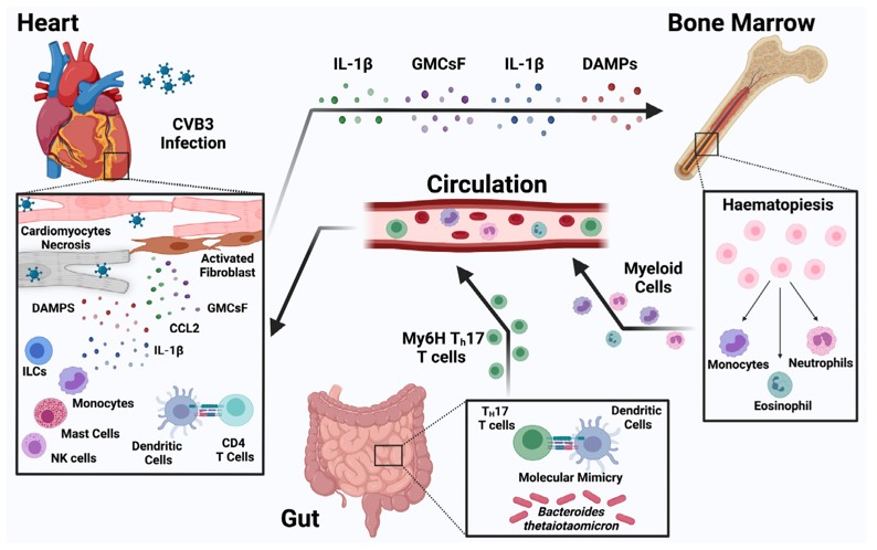 The immune mechanisms in the development of CVB3-induced myocarditis. (OA Literature)