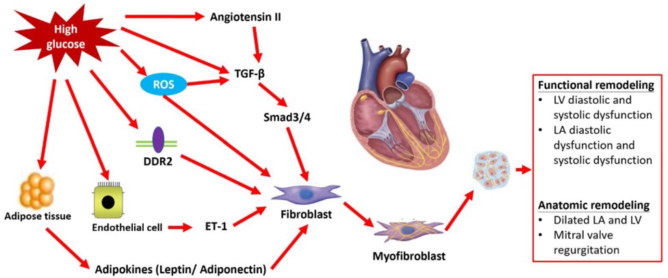 Activation of four major pathways in diabetic cardiomyopathy. (OA Literature)