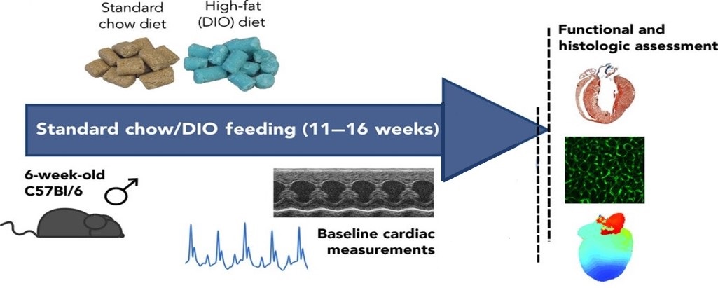 Model construction process of Diet-induced obesity (DIO). (OA Literature)