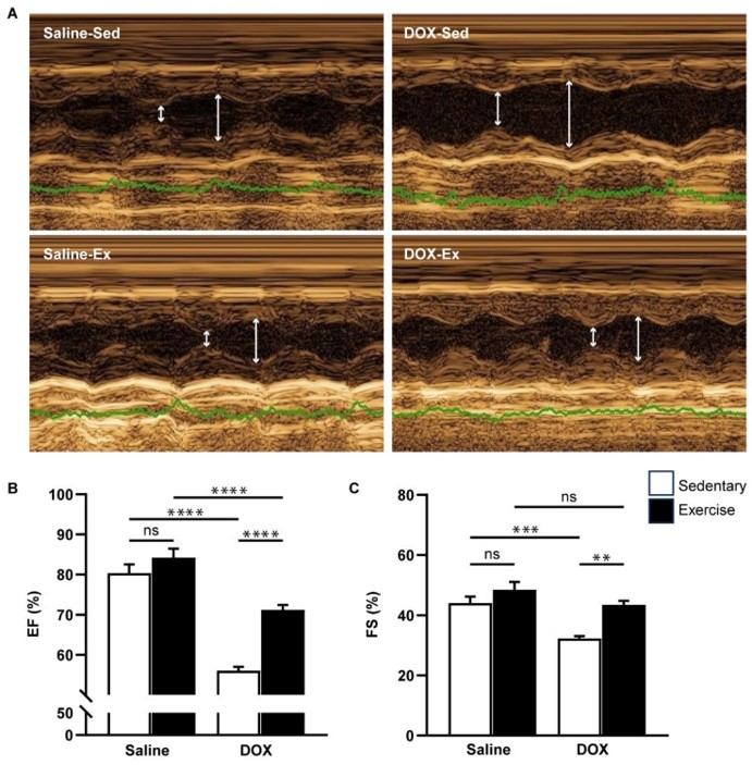 Cardiac systolic function of Dox-treated rats. (OA Literature)