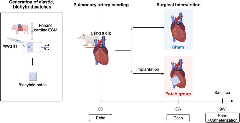 Overall experimental approach of RHF creation by PAB and patch placement. (OA Literature)