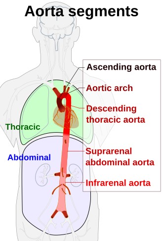 Schematic view of the aorta and its segments.