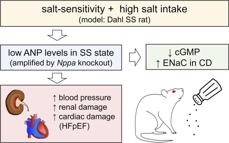 The DSS rat model is used to study the effects of ANP elevation and deficiency on cardiorenal function. (OA Literature)