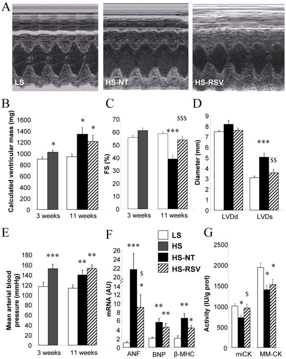 Impact of resveratrol on cardiac function and remodeling in a hypertensive model of HF, the DSS rat fed with a high-salt diet. (OA Literature)