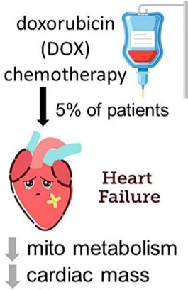 Schematic and symptoms of doxorubicin-induced HF. (OA Literature)