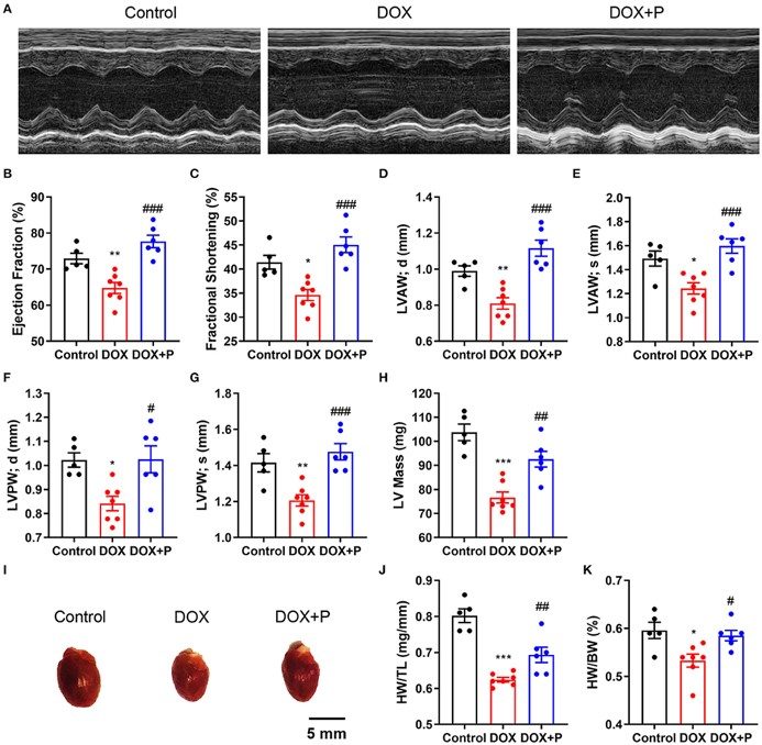 Study of cardiac function and heart weight in the doxorubicin-induced left HF model. (OA Literature)