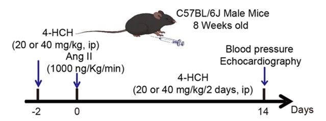 Construction details of the model of AngII-caused hypertension and cardiac dysfunction. (OA Literature)