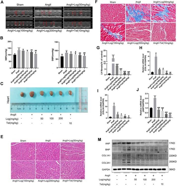 Loganin suppresses cardiac hypertrophy and fibrosis induced by AngII in vivo. (OA Literature)