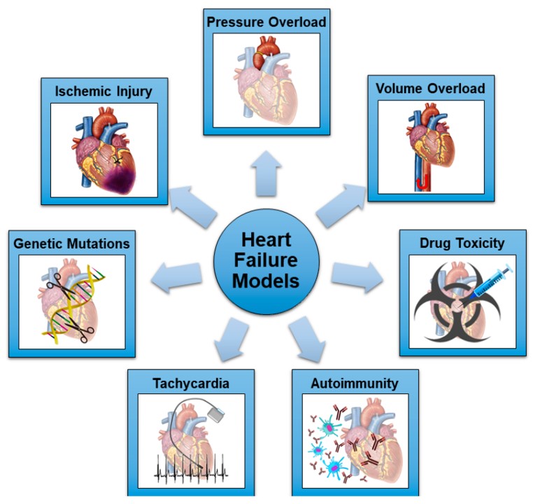 Schematic representation of the most common mechanisms utilized in rodent models of HF. (OA Literature)