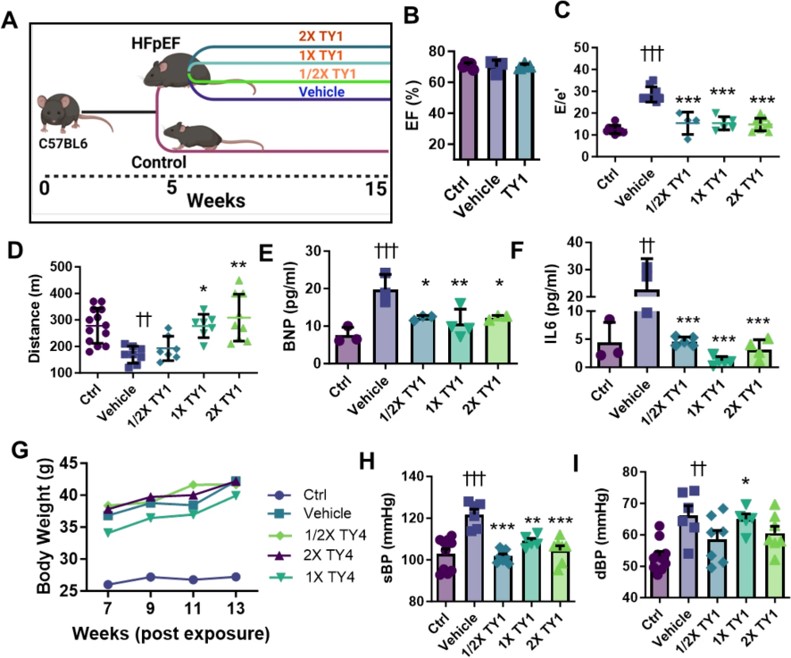 TY1 exerts therapeutic bioactivity in a cardiometabolic mouse model of HFpEF. (OA Literature)