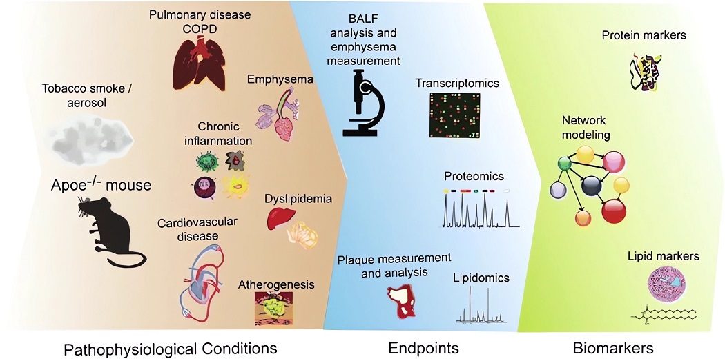 Overview of the pathophysiological events and endpoints in the context of inhalation toxicology studies in ApoE-/- mouse model. (OA Literature)