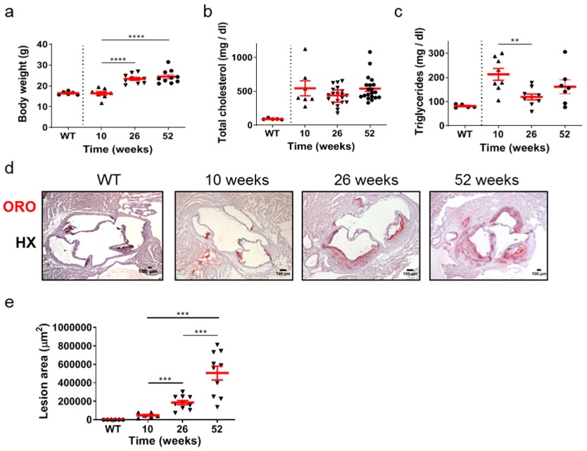 The highly dynamic process of atherosclerosis in which atherosclerotic plaques evolve over time in ApoE-/- mice. (OA Literature)