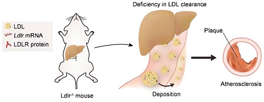 In LDLR-/- mice, deficiency of LDLR results in abnormal lipid metabolism and atherosclerosis. (OA Literature)