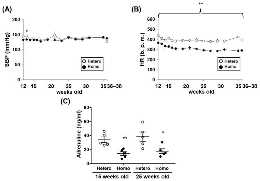 The systolic blood pressure (SBP) and heart rate (HR) of ZDF rats. (OA Literature)