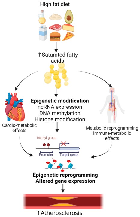 HFD rich in saturated fatty acids induces epigenetic reprogramming, contributing to atherosclerosis. (OA Literature)