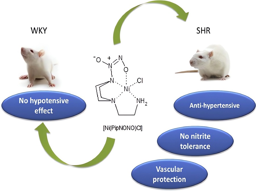 Anti-hypertensive property of a nickel-piperazine/no donor in spontaneously hypertensive rats. (OA Literature)
