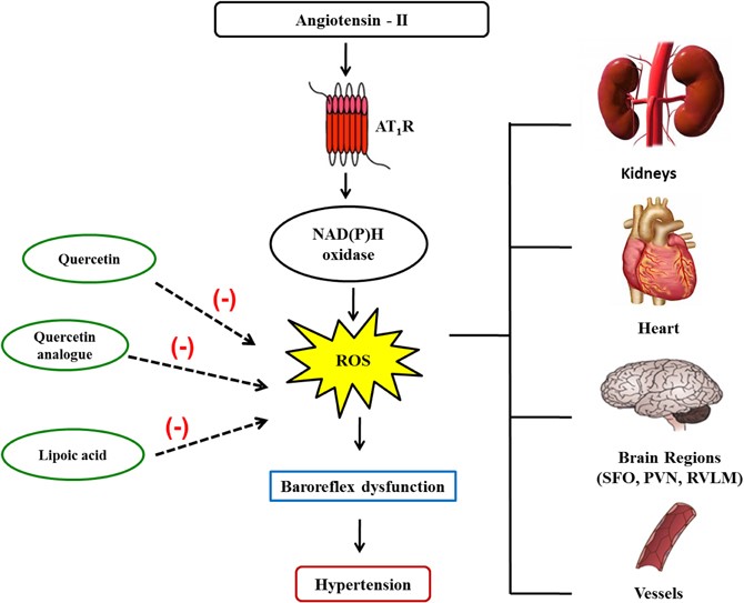 Ang II and its mechanisms to reduce baroreflex sensitivity. (OA Literature)